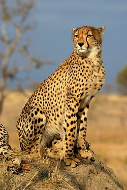 صوره